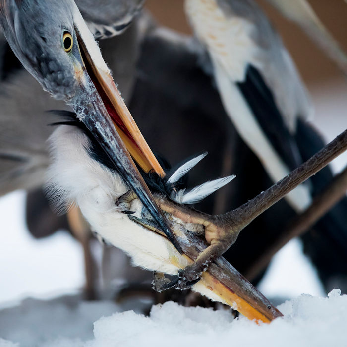 © Bence Maté/STARLING reizen