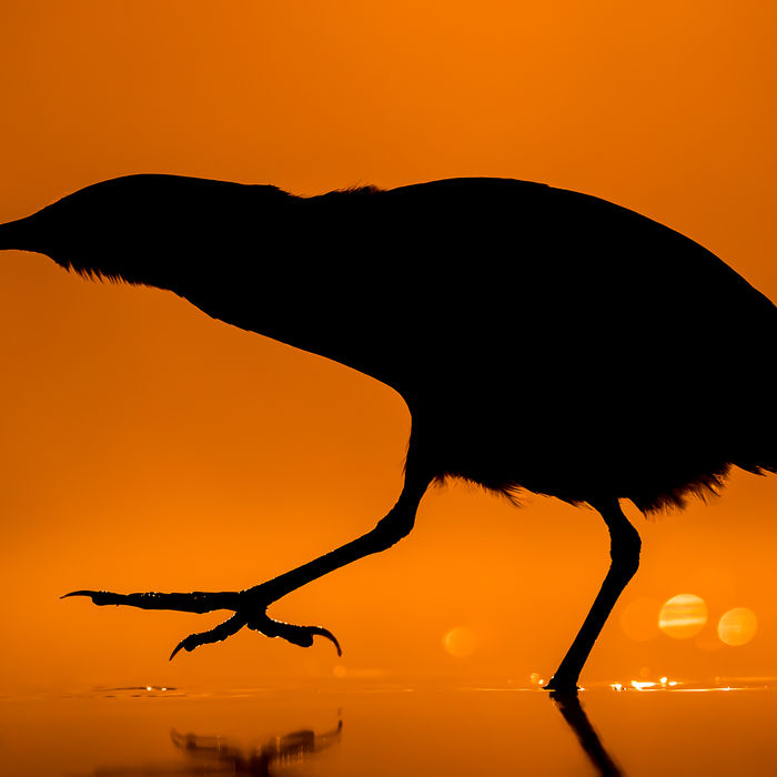 © Bence Maté/STARLING reizen