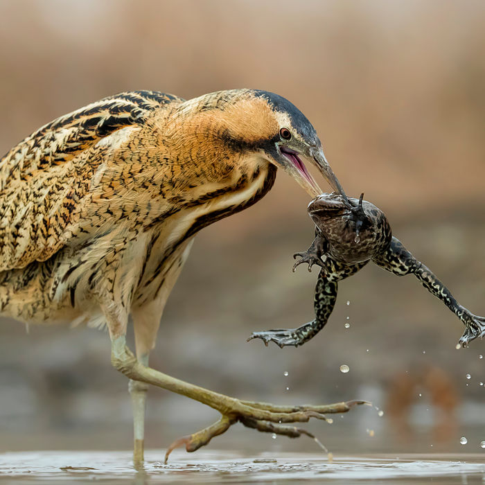 © Bence Maté/STARLING reizen
