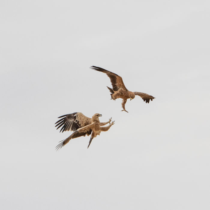 © Mark Kaptein