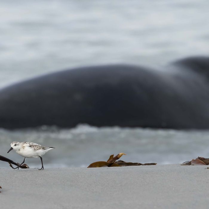 Bécasseau sanderling devant un phoque gris sur la plage. Drieteenstrandloper met een grijze zeehond op de achtergrond.