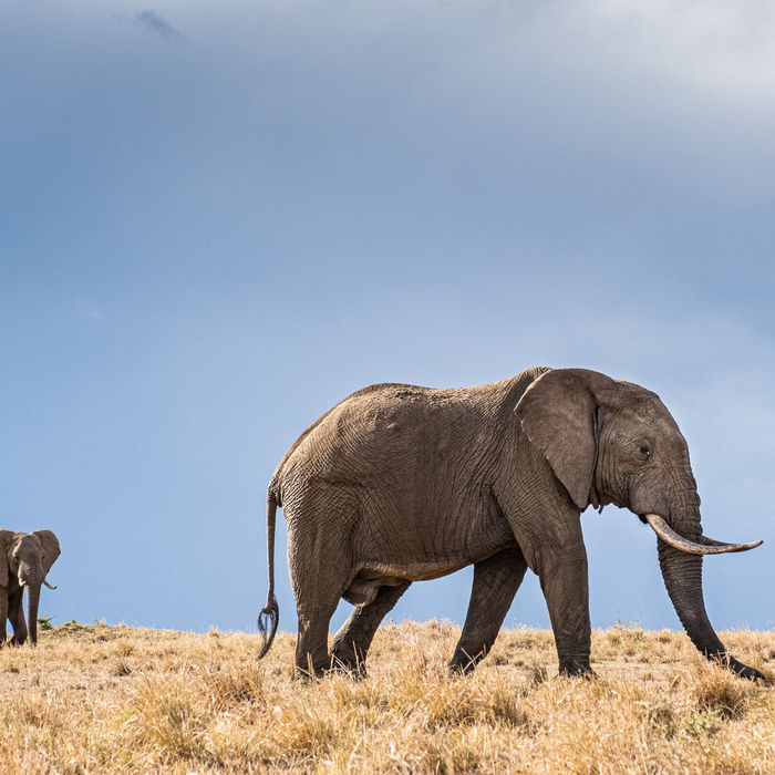 Buik boven de horizon en dat kan enkel met een speciale jeep die ons toelaat om lage standpunten in te nemen. Jeffrey zijn favoriete lens op safari is de 24-70mm en dat betekent dat we dicht komen! © Jeffrey Van Daele