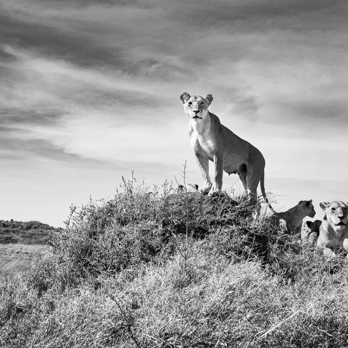 Jeffrey zijn favoriete lens op safari is de 24-70mm en dat betekent dat we dicht komen! © Jeffrey Van Daele