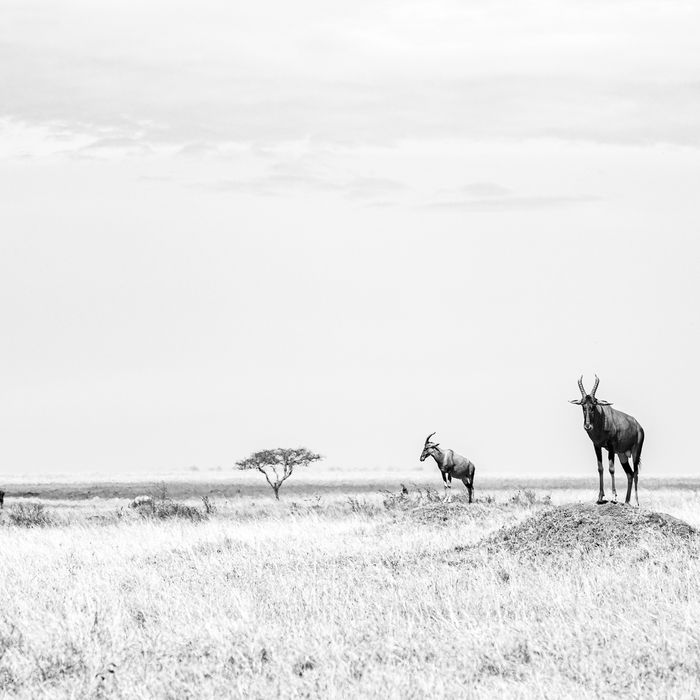 Met Jeffrey als gids ga je ook alles wat grafischer bekijken. © Jeffrey Van Daele