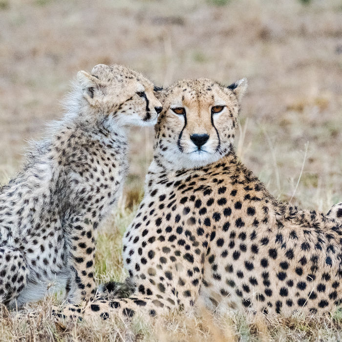 Wie vindt er dit nu niet schattig? © Jeffrey Van Daele