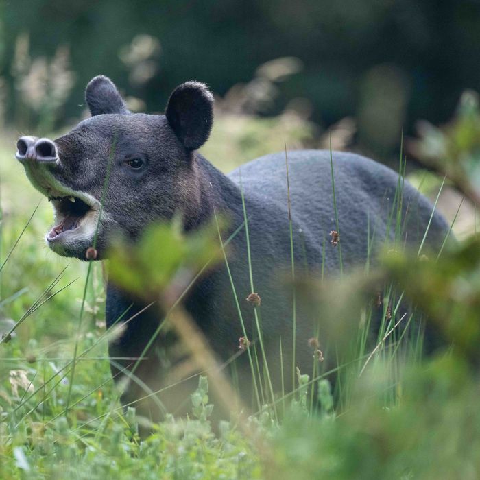 Andean tapir 