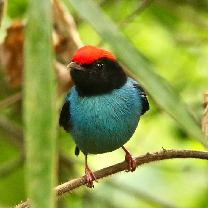 Blue manakin 