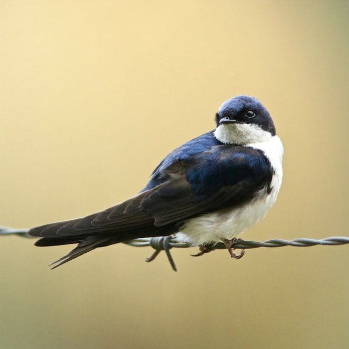 Blue-and-white swallow 