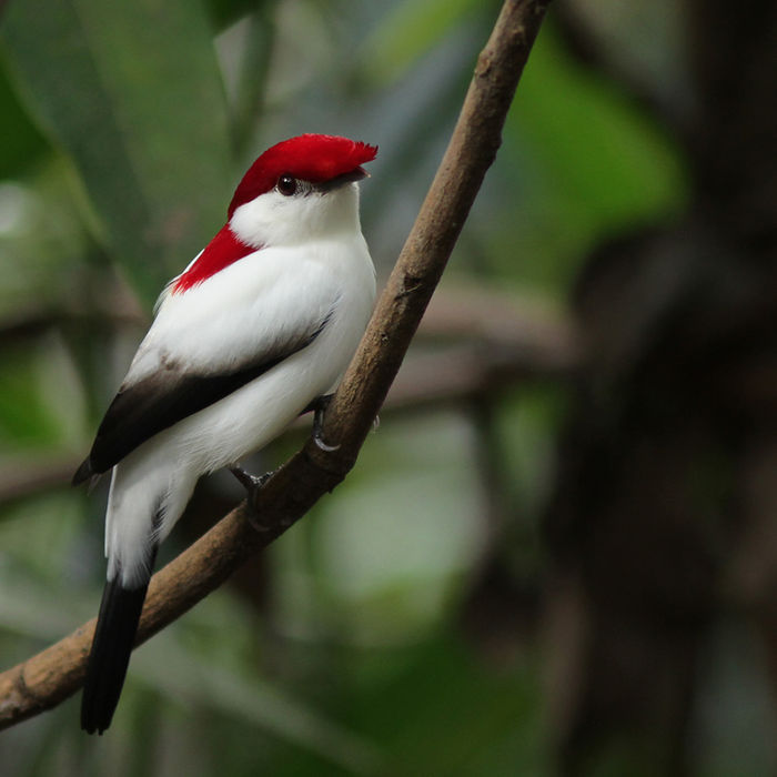 Araripe manakin 