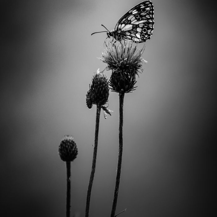 © Jeffrey Van Daele