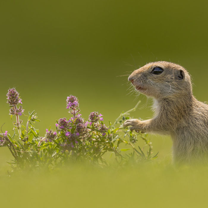 © Pieter-Jan D'Hondt
