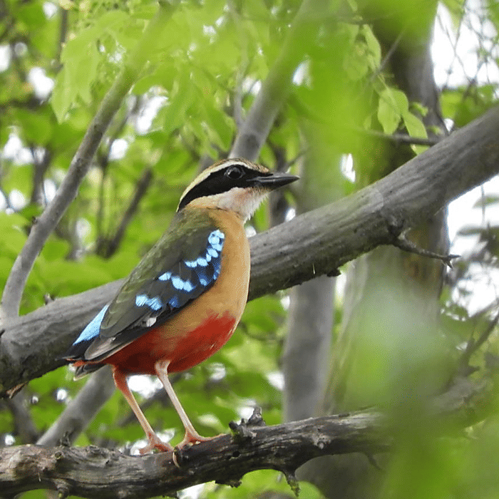 African Pitta (c) Frank Willems