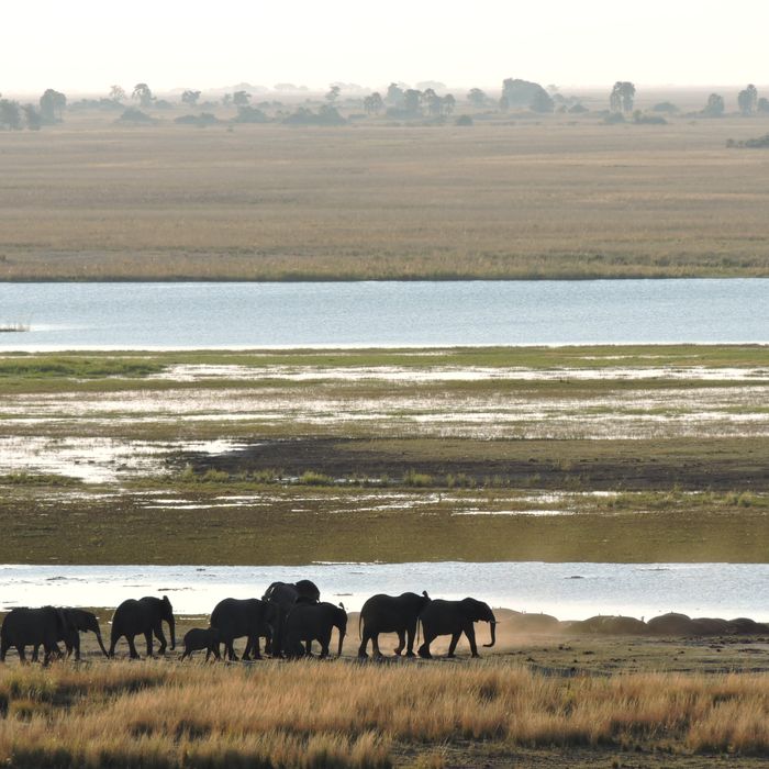 African elephants (c) Starling reizen