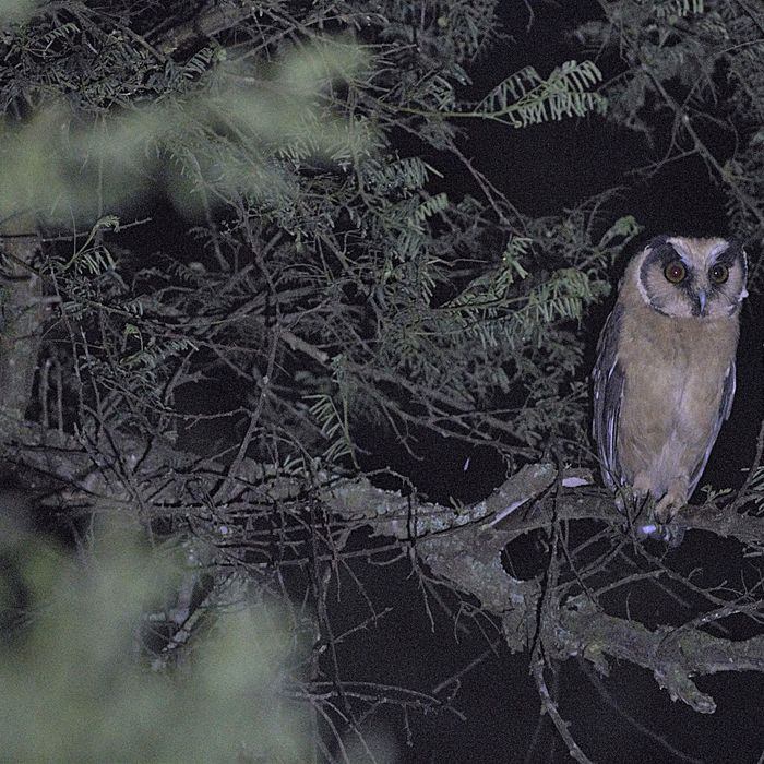 Buff-fronted owl