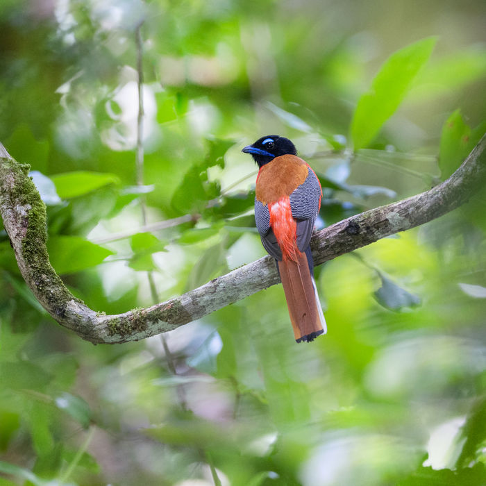 Scarlet-rumped trogon © Jan-Peter Kelder