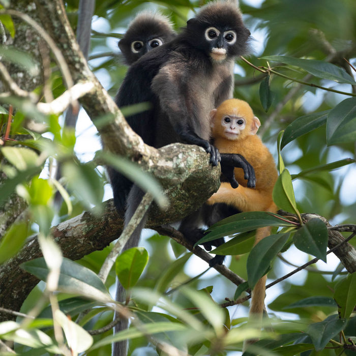 Spectacled langur © Jan-Peter Kelder