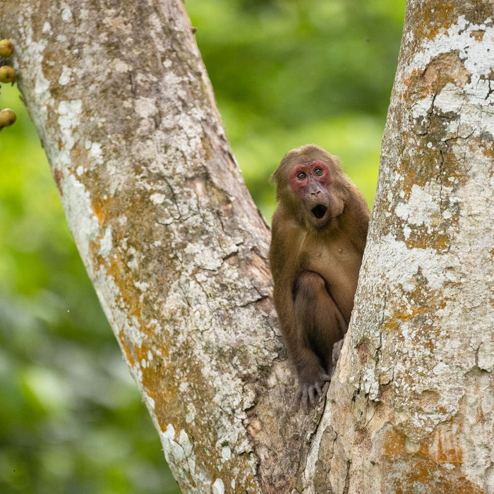 Stump-tailed macaque © Jan-Peter Kelder