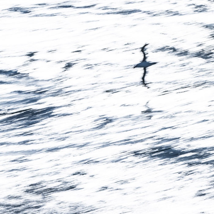 Black-browed albatross © Billy Herman
