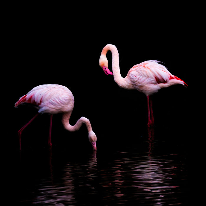 © Jeffrey Van Daele