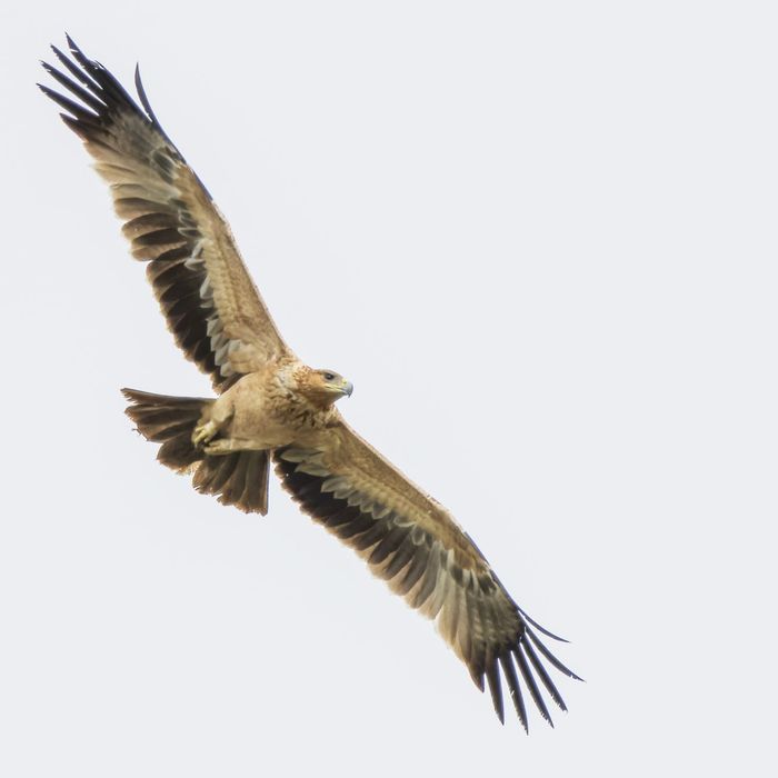 Spaanse keizerarend juveniel