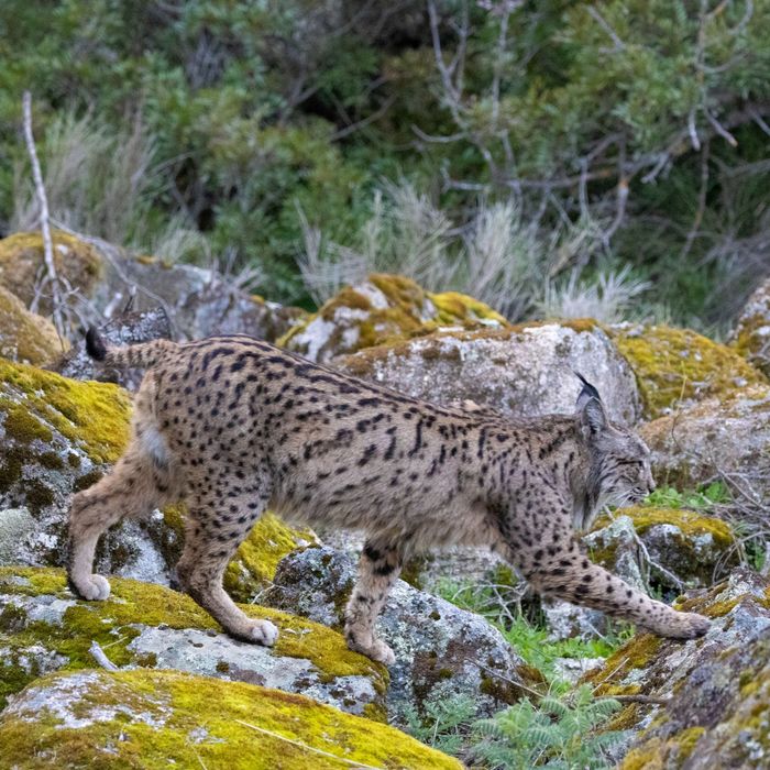 Iberische lynx