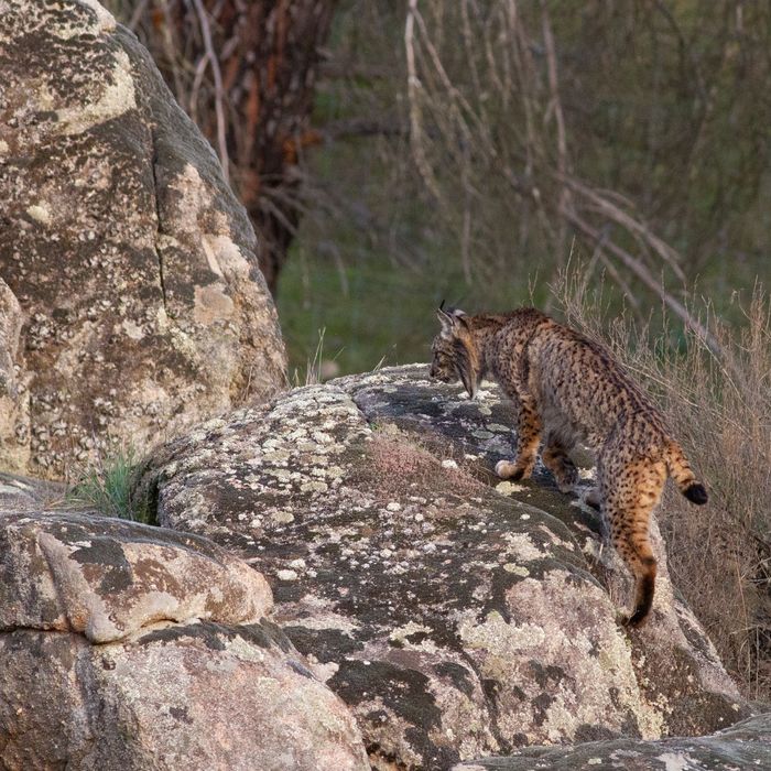 Iberische lynx