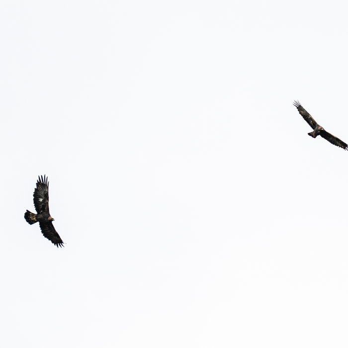 © Bart Heirweg