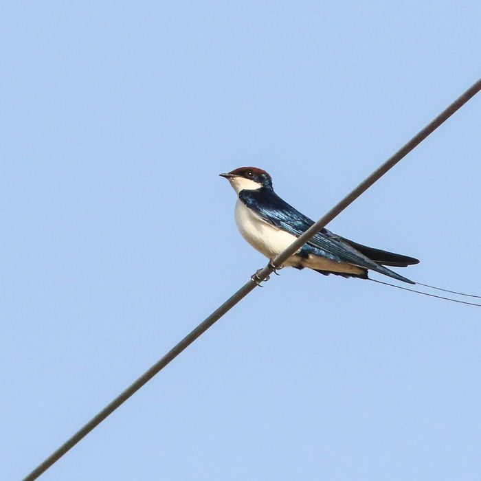 wire-tailed swallow © Lieven De Temmerman