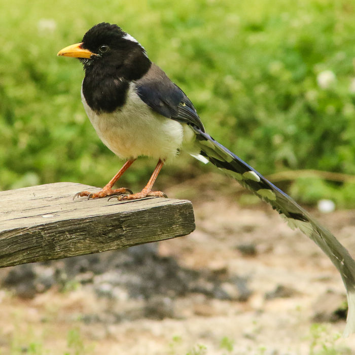 yellow-billed blue magpie © Lieven De Temmerman