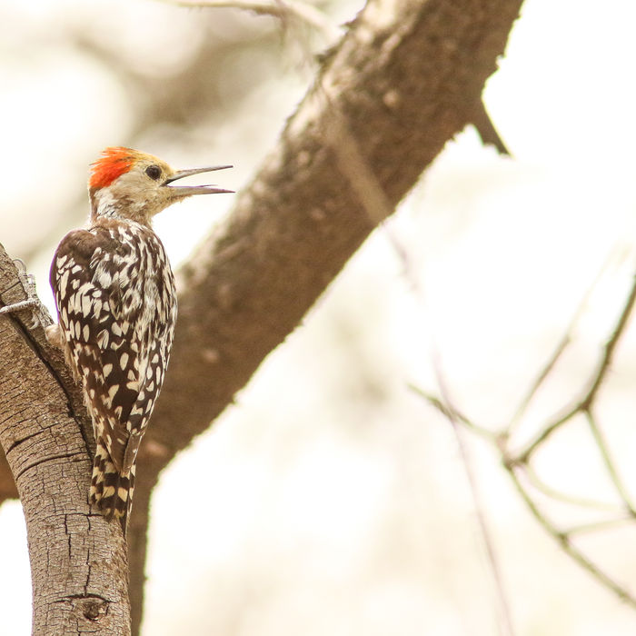yellow-crowned woodpecker © Lieven De Temmerman