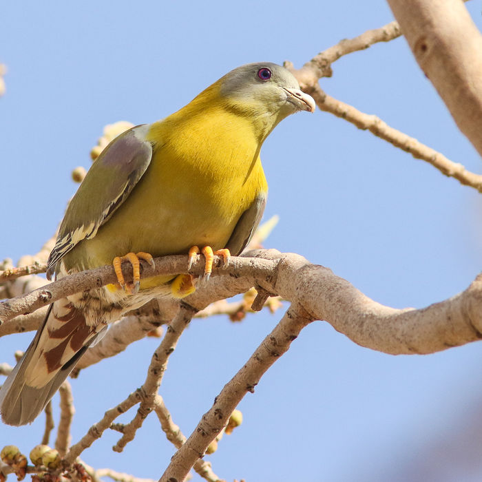 yellow-footed green pigeon © Lieven De Temmerman