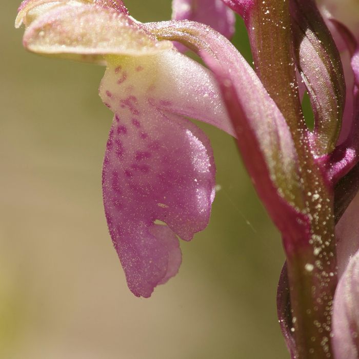 Zonder twijfel één van de hoofddoelen van de reis, Orchis spitzelii © Walter Van den Bussche