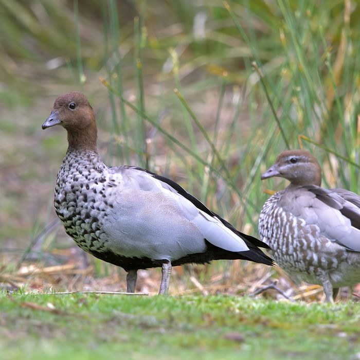 Australian wood ducks © Jan Kelchtermans