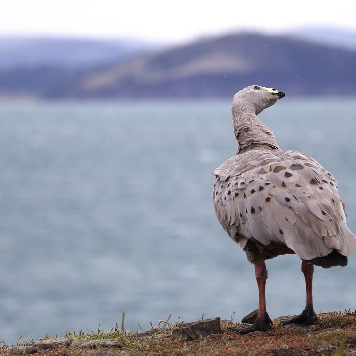 Cape Barren Goose © Jan Kelchtermans