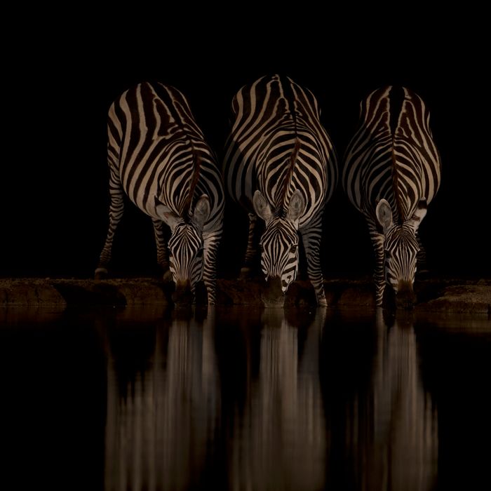 © STARLING reizen