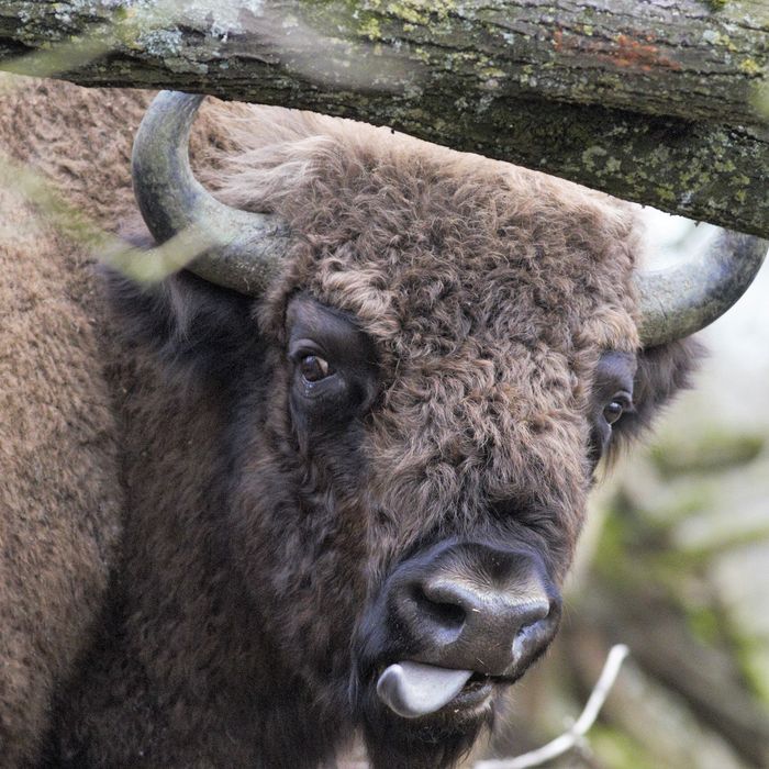 Europese wisent © Jan Kelchtermans