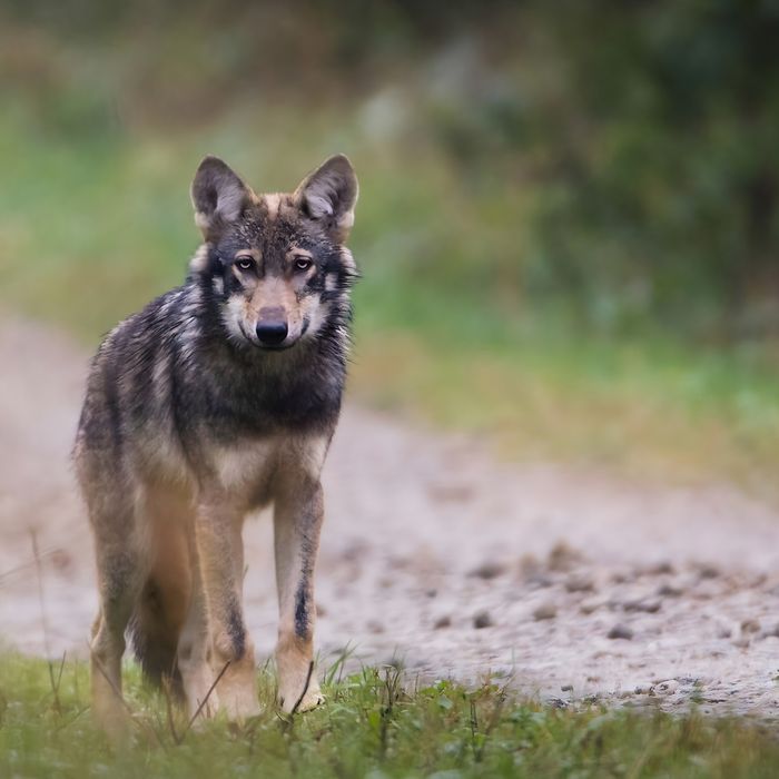 Jonge wolf © Mark Kaptein