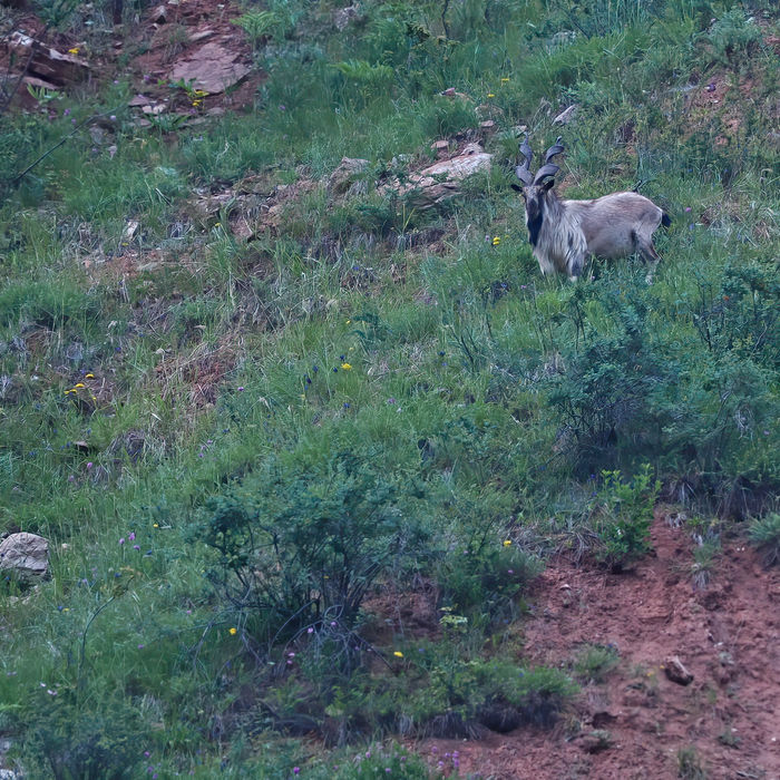 Markhor. © STARLING reizen