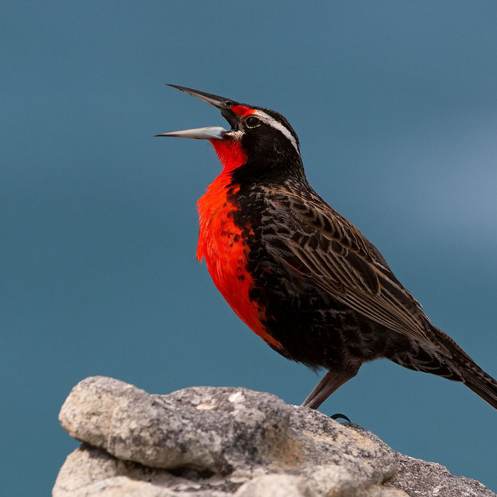 Een long-tailed meadowlark zingt uit volle borst op Carcass Island.  © Frederik Willemyns