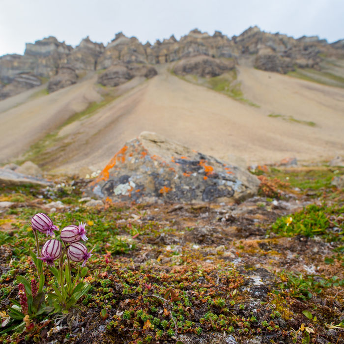 Des paysages et des espèces de plantes spectaculaires © David 'Billy' Herman