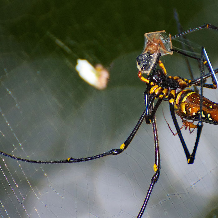 Nephila spinnen zien er gevaarlijk uit, maar dat valt best mee. Hun enorme webben boezemen altijd wel ontzag in.