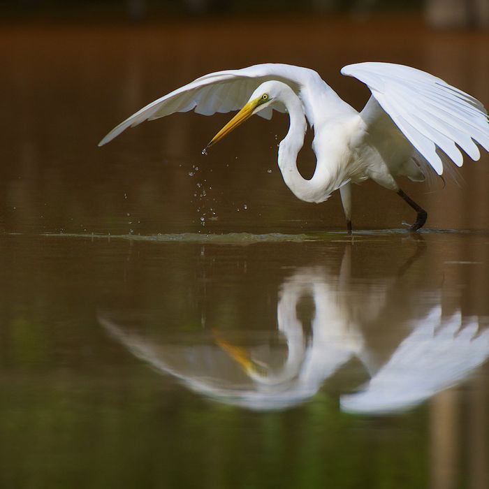 Een great egret mist z'n doel. 