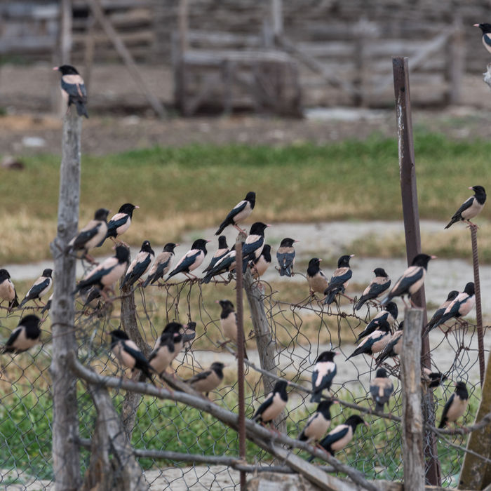 Roze spreeuwen kunnen in grote invasies voorkomen en dat beleven we met volle teugen. © Brecht De Meulenaer