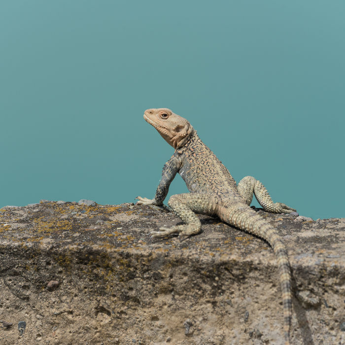Kaukasische hardoenen zijn bikkelharde reptielen die heel wat extreme weersomstandigheden aankunnen. © Brecht De Meulenaer