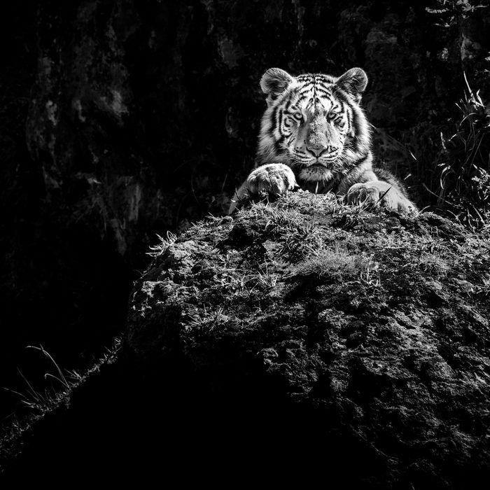 Cabárceno is een safaripark in het zuiden van Spanje, een ideale locatie om te leren werken met het fotograferen van groot wild. © Jeffrey Van Daele