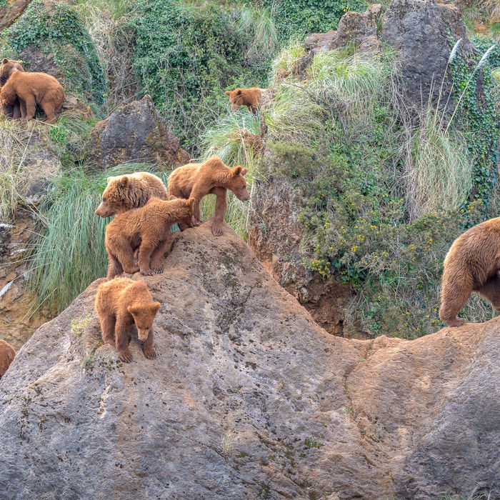Een familie bruine beren. © Jeffrey Van Daele