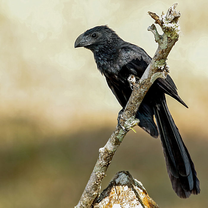 Een groove-billed ani is een vreemd aandoende verwant van de koekoek. © Danny Roobaert