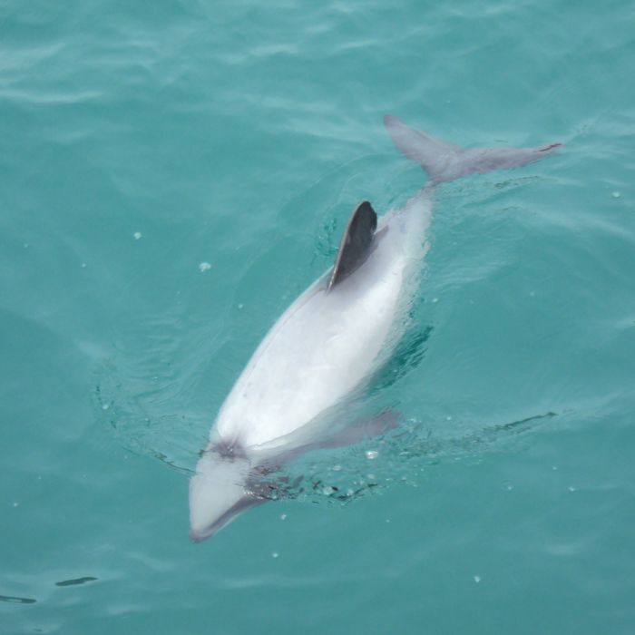Hector dolphins zijn te herkennen aan de bizarre, afgeronde rugvin. © Iwan Lewylle
