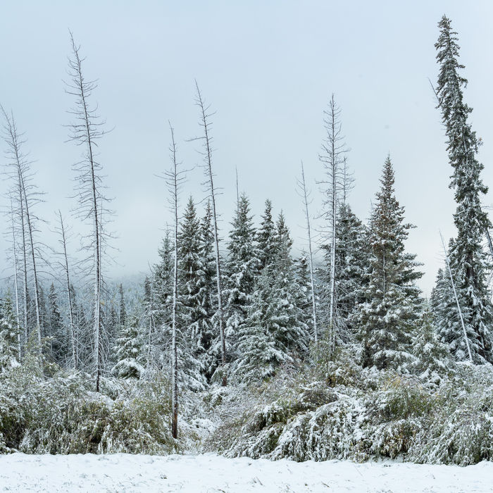 Wit berijpte sparren na de eerste sneeuwval. © Bart Heirweg
