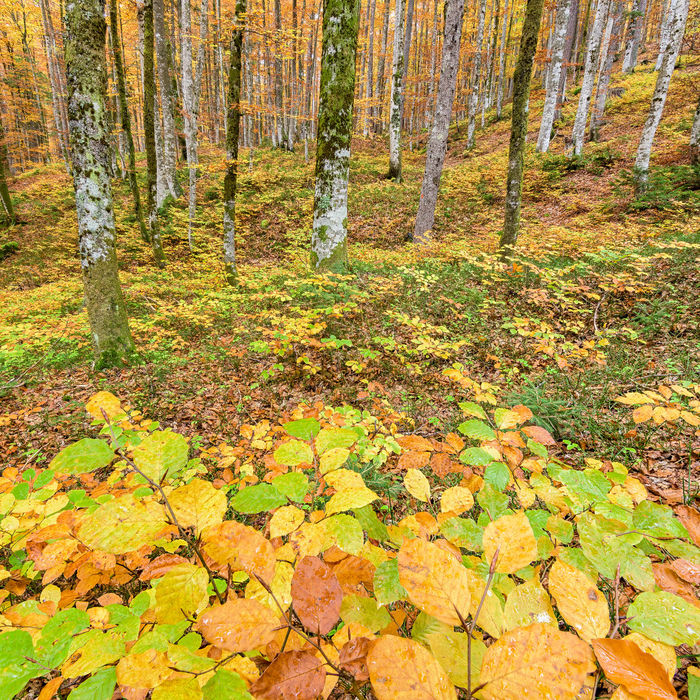 Een bos dat langzamerhand in herfstkleuren gehuld gaat. © Bart Heirweg